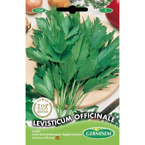 graines Livèche (Ache des Montagnes) LEVISTICUM OFFICINALE