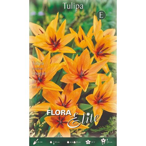Bulbi Tulipani Praestans Shogun 10 Bulbi