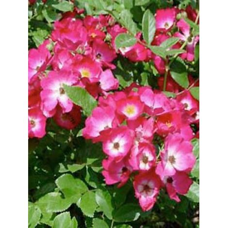 Rosier à massif 'Red Ballerina' Pot de 4L/5L