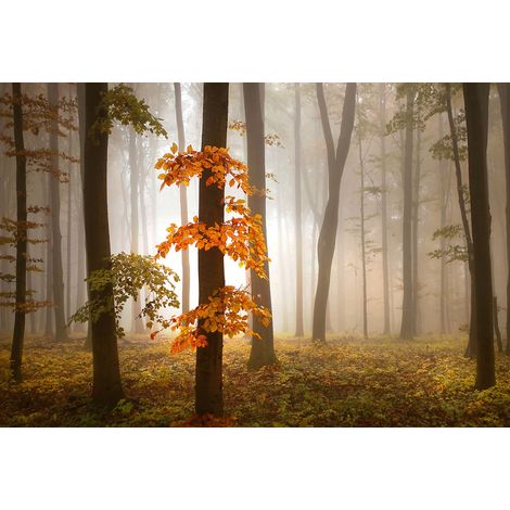 Papier peint panoramique nature forêt en automne | Tapisserie panoramique arbre & brouillard idéal salon | Papier peint panoramique chambre orange & vert - 384 X 260 cm (8 pièces) (1/2)