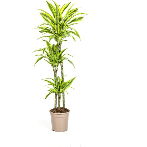 Dracaena Deremensis Lemon Lime Plante d'Intérieur Décorative Vert Citron Ø24 cm 130-150 cm - PANGIVO (1/5)