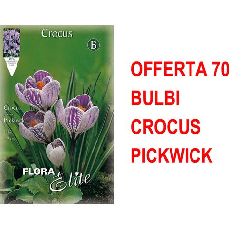OFFERTA 70 BULBI CROCUS VERNUS PICKWICK BULBS BULBES