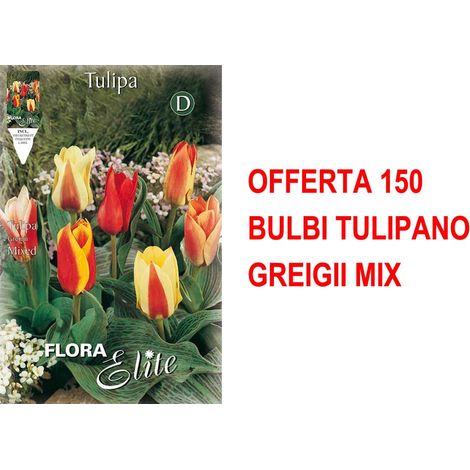 OFFERTA 150 BULBI TULIPANO GREIGII MIX