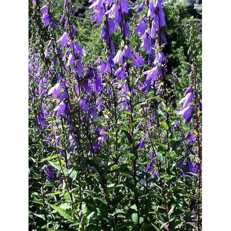 Campanule rapunculoîdes Godet de 8/9 cm (1/4)