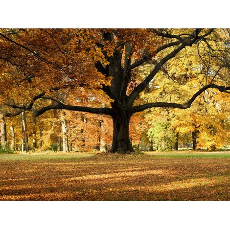 papier peint panoramique paysage boisé orange et jaune  - Sanders & Sanders (1/5)