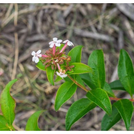 Abelia de Corée Monia, Abélia mosanensis/Pot de 7,5L - 60/80 cm (1/4)
