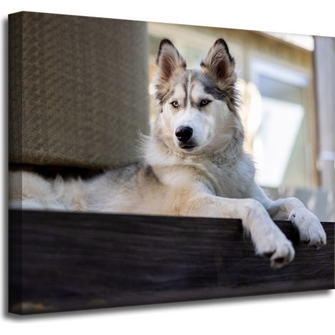 Leinwanddruck „Tiere Husky Hund“ 50x40 cm