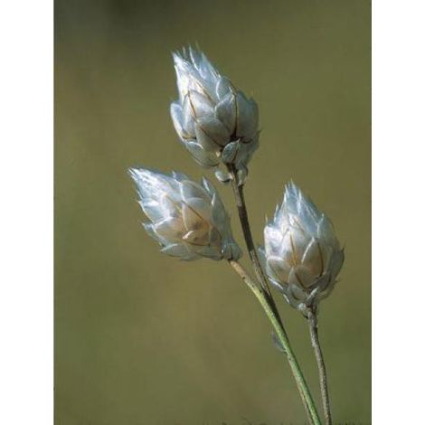 Catananche caerulea 'Alba' Godet de 8/9 cm (1/4)