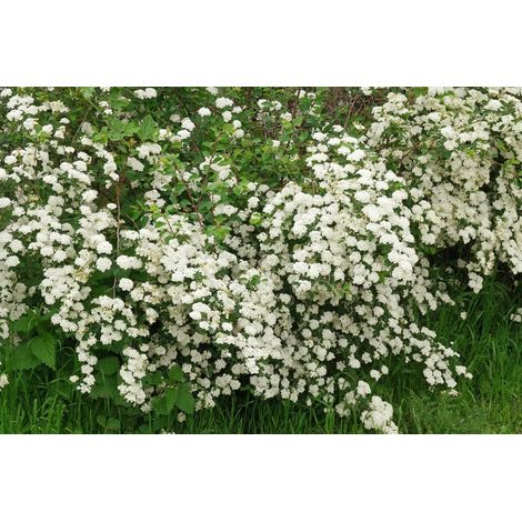 Gardenaria Spirea - Spiraea × arguta - Arbusto ornamentale da giardino - Altezza: 50/70 cm (vaso19)