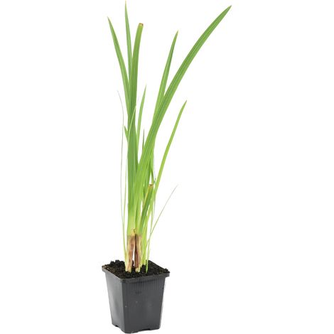 Bloomique - Schizostylis Coccinea - Lys des Cafres rouge - Glaïeul des marais - Plantes de bassin - Plantes aquatiques - Rustique - Hauteur 10-20 cm - Pot 9 cm (1/4)