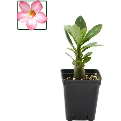 Adenium arabicum cv "Arabicum" - rosa del deserto - vaso quadro 7x7x8 cm