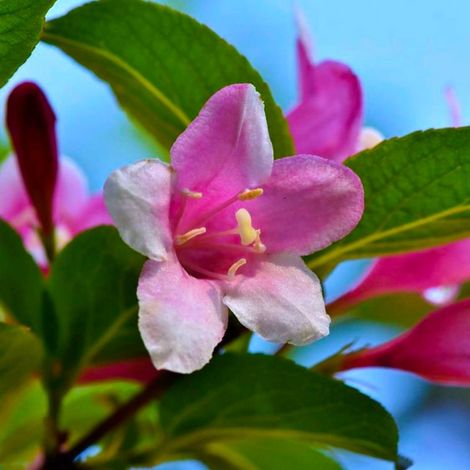 Pépinières Naudet – Jasmin Stéphanois – Plante grimpante parfumée – Fleurs roses et blanches – Rusticité jusqu'à -10°C – Idéale pour treilles et pergolas (1/3)