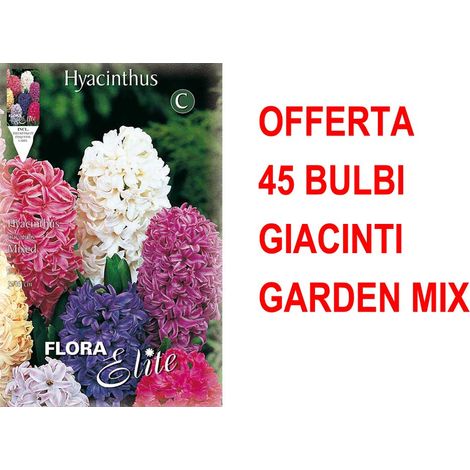 OFFERTA 45 BULBI GIACINTO GARDEN MIXED DI COLORI BULBS profumati