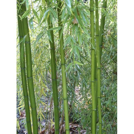 Bambou géant 'MacClure' 100-150cm – Pot de 4L/5L – Exposition soleil, mi-ombre – Très rustique jusqu'à -23°C