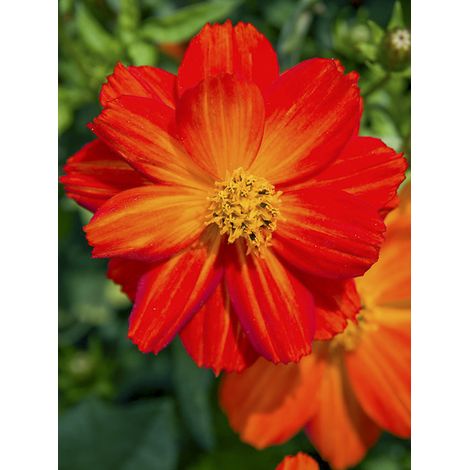 Cosmos sulphureux 'Dwarf Ladybird Scarlet' le sachet de 50 graines (0,5g) (1/2)
