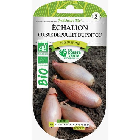 Graines échalion Cuisse de Poulet du Poitou BIO Les Doigts Verts