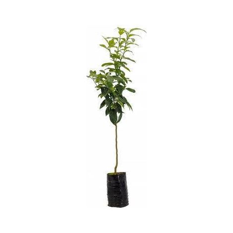 1 plant /tree (approx 1m) -Citrus limon (Limetta Calabrese (Limone dolce o Piretta)) lemon