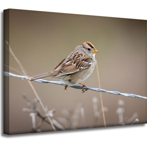 Impression sur toile Animaux Moineau 40x30 cm