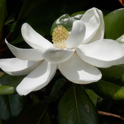 Magnolia à grandes fleurs Treyvei, Magnolia persistant/Pot de 4L - 40/60 cm
