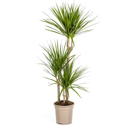 Dracaena Marginata Green Plante d'Intérieur Dragonnier Vert Ø 21 cm Hauteur 110-130 cm - PANGIVO (1/3)