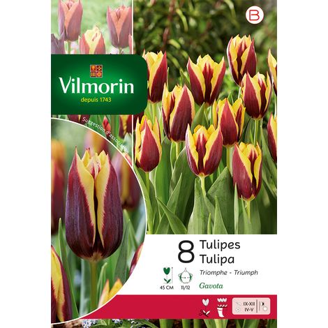 Vilmorin Tulipe Triomphe Gavota (x8) (1/3)
