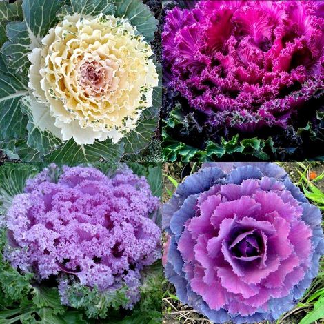 Graines de chou frisé,300 graines,feuilles colorées en forme de rosette,graines de légumes horticoles,adaptées à la culture du chou frisé ornemental. (1/5)