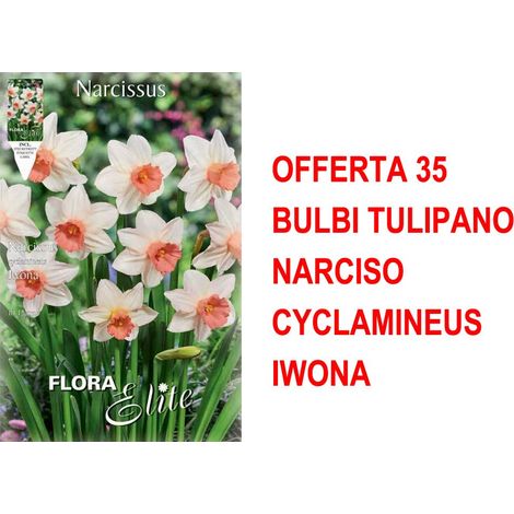 OFFERTA 35 BULBI NARCISO CYCLAMINEUS IWONA