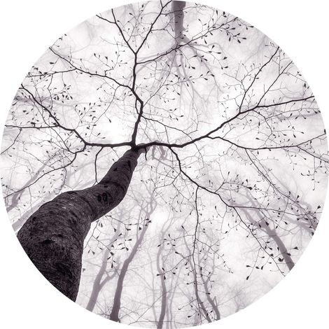 Papier peint panoramique arbre contre plongé idéal salon | Tapisserie panoramique noir et blanc | Papier peint panoramique bois effet nature zen - 140 x 140 cm (3 pièces) (1/2)