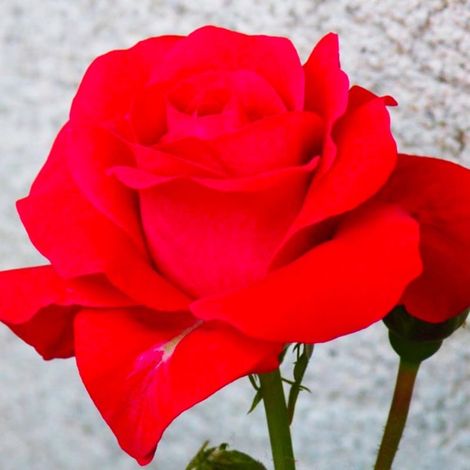 Rosier 'Lili Marlène'