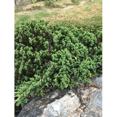 Genévrier horizontal 'Wiltonii' Pot de 7,5L/10L (1/4)