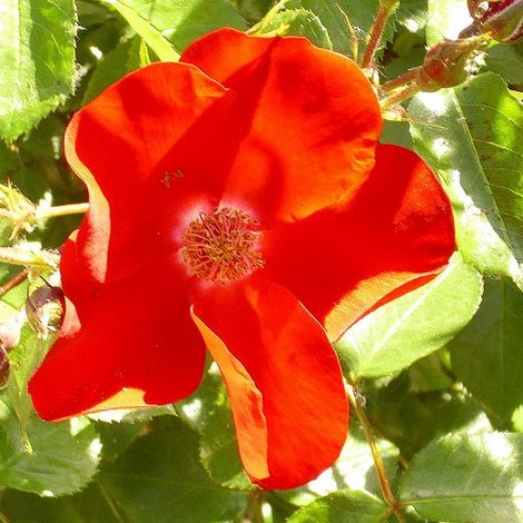 2 x Rosa - Rosier couvre-sol - Rosa 'Apache'