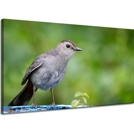 Leinwanddruck Tiere Sitzender Vogel 120x70