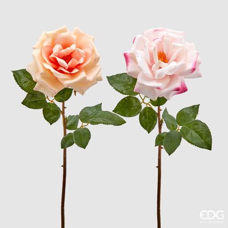 EDG Rosa Royal Aperta 2 Colori Assortiti H 56 (1/5)