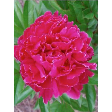 Pivoine de Chine 'Felix Crousse' Pot de 3L/4L