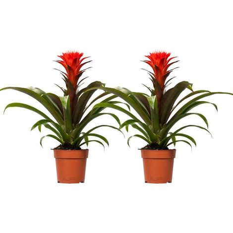 Guzmania Hope Plante d’Intérieur Décorative, Lot de 2, Pot 12 cm, Hauteur 40 cm - PANGIVO