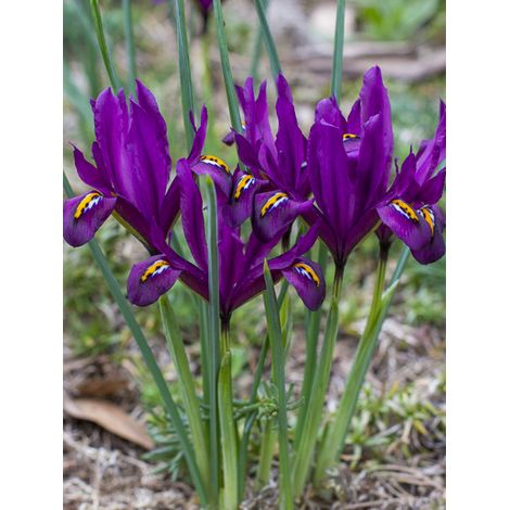 Iris réticulé 'Dijt' Bulbe calibre 5+ (par 30) (1/3)