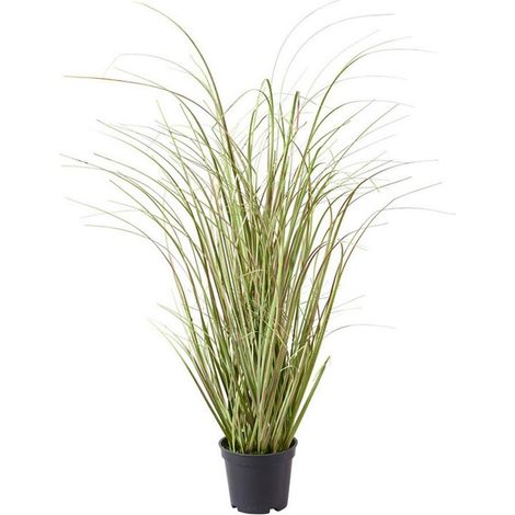 Gras im Topf 70cm Zwiebelgras mauve/grün