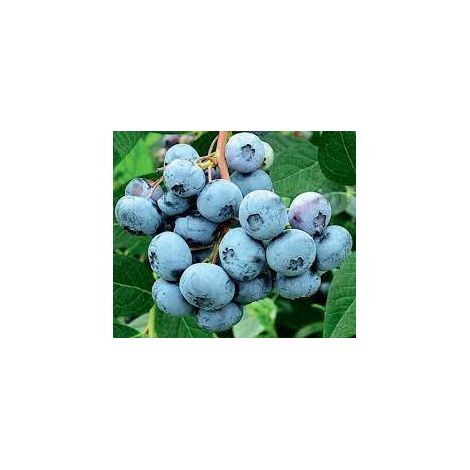 Mirtillo americano vaccinium corymbosum - Pianta di frutta frutto Foto Reali