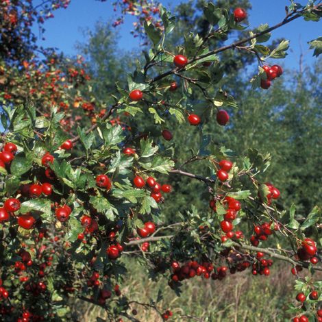 Gardenaria Crataegus monogyna - Arbusto ornamentale da giardino - Altezza: 30/35 cm (vaso19) (1/4)