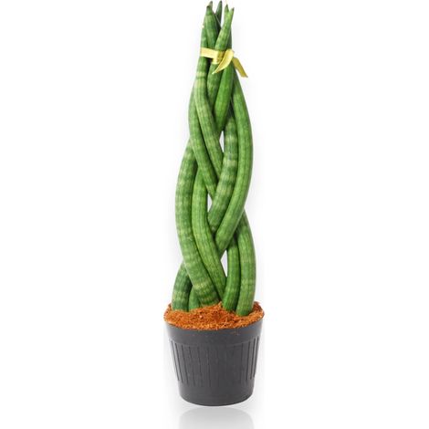 Gardenaria Sansevieria cylindrica 'Twister' - Pianta da interno ornamentale - Altezza: 40 cm (vaso 12) (1/4)