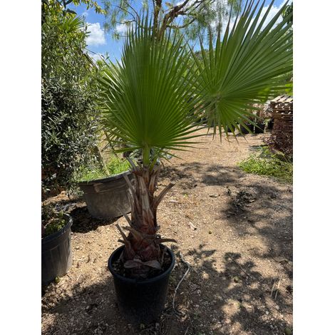 Palma Washingtonia Filifera –  Vaso Ø35 cm, H180 cm (1/3)