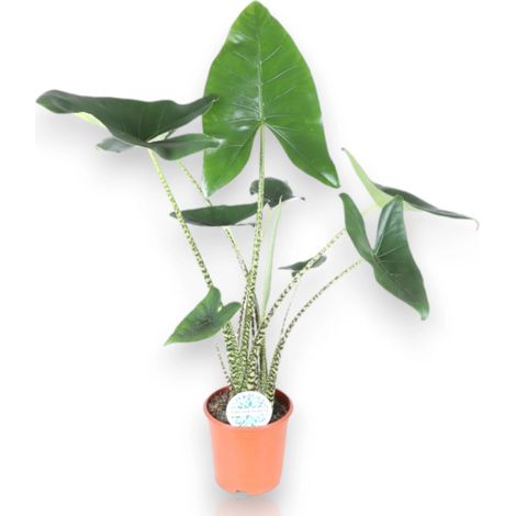 Gardenaria Alocasia zebrina - Pianta da interno ornamentale - Altezza: 60 cm (vaso 17) (1/5)