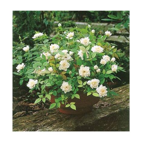 ROSIER MINIATURE INTERGANT BLANC - ROSIERS
