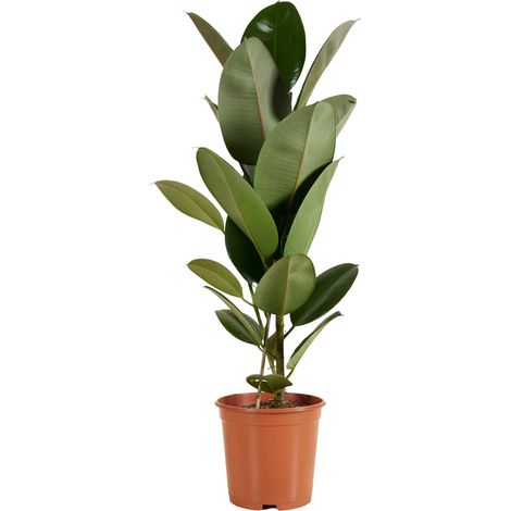 Bloomique - Ficus Elastica Robusta - Hévéa - Plante à caoutchouc - Plantes d'intérieur - Purificateur d'air - Très facile d'entretien - 80-100 cm de haut - Pot 21 cm