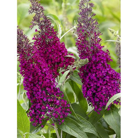 Arbre aux papillons 'Sugar Plum' Pot de 3L/4L