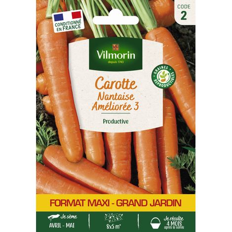 Carotte Nantaise Améliorée 3 - Grand Modèle Vilmorin (1/2)