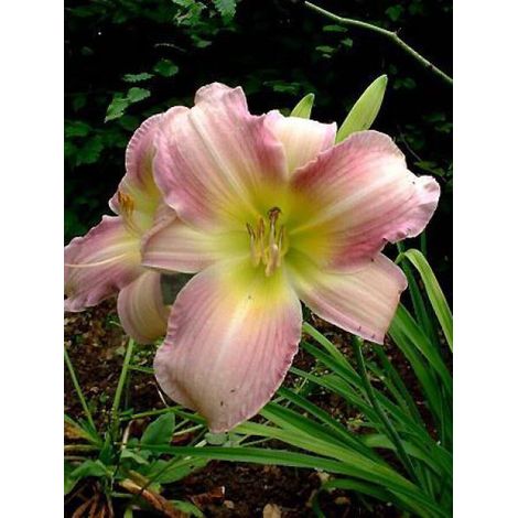 Lis d'un jour, Hémérocalle 'Catherine Woodbury' Godet de 8/9 cm (1/3)