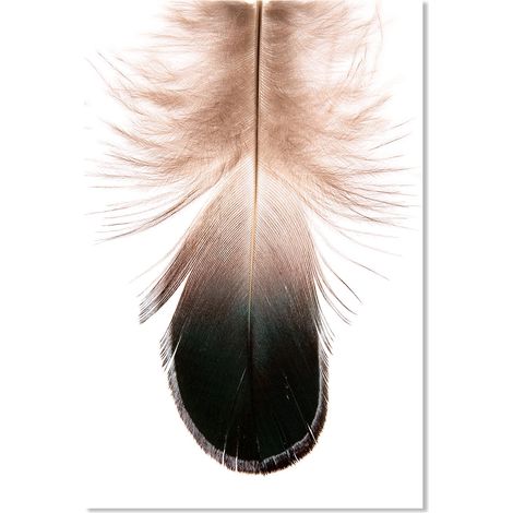 Affiche Plume deco - 40x60cm - made in France (1/5)