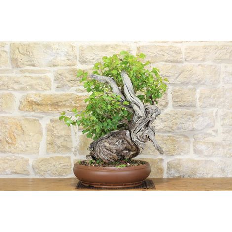 Bonsai Yamadori di Vite Selvatica (3) (1/5)