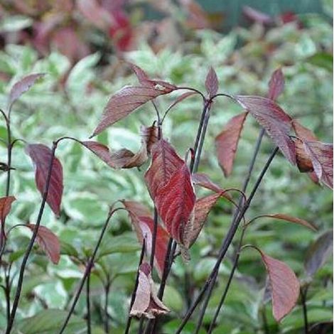 Cornouiller blanc  - Cornus alba 'Kesselringii'  - 60-80 cm pot (1/5)